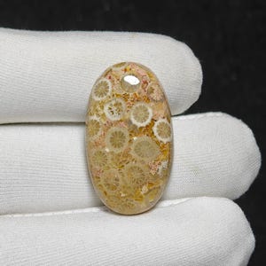 Christmas Gift Natural Fossil Coral Cabochon Loose Gemstone For Making Jewelry Fossil Coral Stone 37 Ct. 32X18X6 mm
