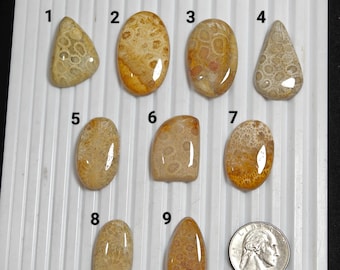 Natural Fossil Coral Mix Shape Cabochon Lot Loose Gemstone Wholesale Stone For Jewelry Making
