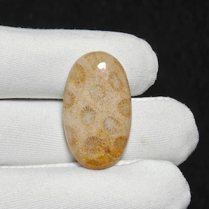 Christmas Gift Natural Fossil Coral Cabochon Loose Gemstone For Making Jewelry Fossil Coral Stone 22 Ct. 31X18X5 mm