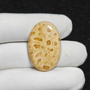 Christmas Gift Natural Fossil Coral Cabochon Loose Gemstone For Making Jewelry Fossil Coral Stone 38 Ct. 35X23X6 mm