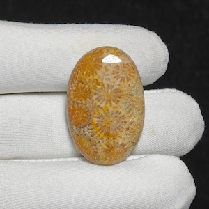 Christmas Gift Natural Fossil Coral Cabochon Loose Gemstone For Making Jewelry Fossil Coral Stone 33 Ct. 33X22X5 mm