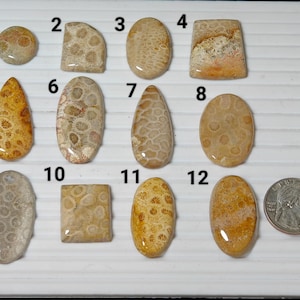 Natural Fossil Coral Mix Shape Cabochon Loose Gemstone For Making Jewelry Fossil Coral Stone Cabochon