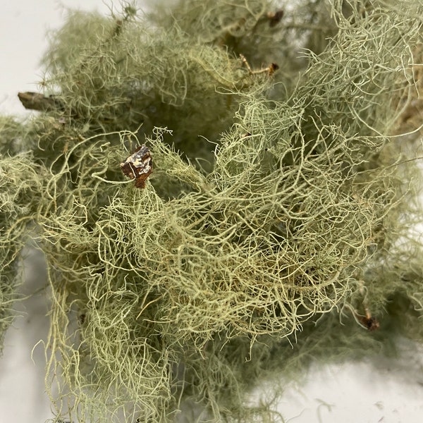 Oak Moss lichen from the Heart of Florida!