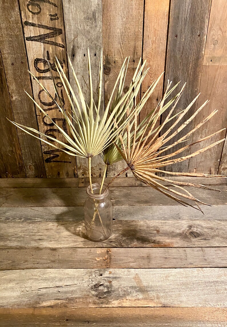 Three Natural Dried Palm Fronds Etsy