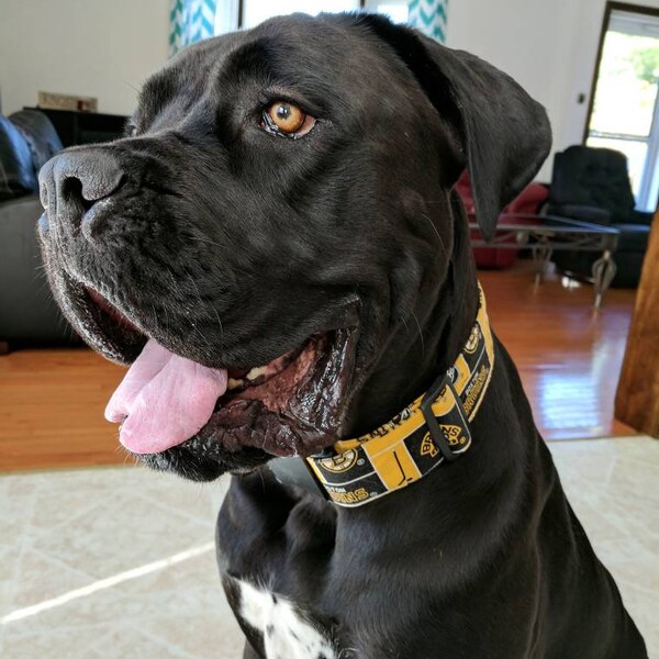 Boston Bruins Adjustable Dog Collar Cotton Fabric NHL Hockey Black and Yellow Handmade Multiple Widths and Lengths to Choose From