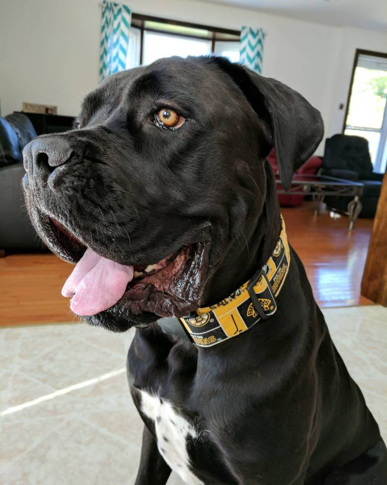 Boston Bruins Terri's Dog Collar custom made adjustable with
