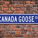 Canada Goose, Canada Goose Gift, Canada Goose Sign, Canada Goose Decor