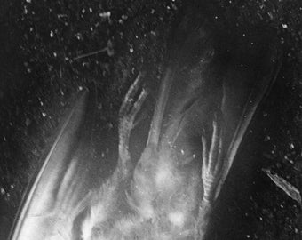 Koshka's Bird - Silver Gelatin Darkroom Print Small Run Infrared Spirit Bird Film Photograph Black and White Folk Art Photography