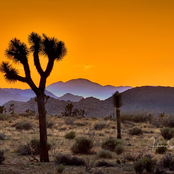 Joshua Tree Postcard, Fine Art Note Cards and Prints