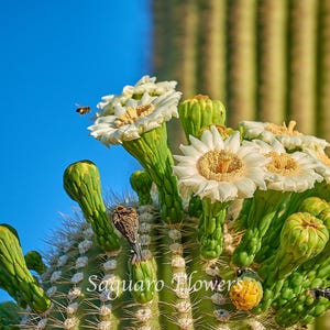 May include: Close-up of a Saguaro cactus in bloom with white flowers and green buds against a blue sky.