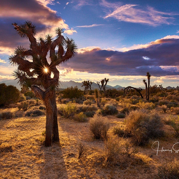 Joshua Tree Postcard, Fine Art Note Cards and Prints