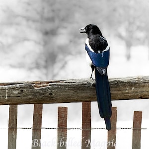 Bird Postcards, Fine Art Note Cards and Prints
