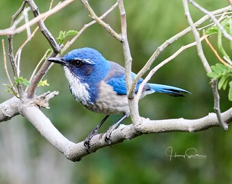 Bird Postcards, Fine Art Note Cards and Prints