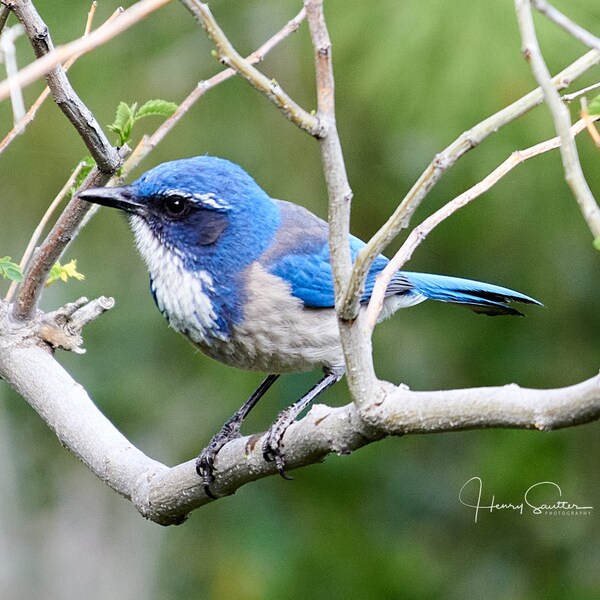 Bird Postcards, Fine Art Note Cards and Prints