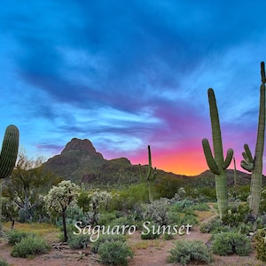 May include: A vibrant sunset over a desert landscape with tall saguaro cacti silhouetted against the colorful sky. The sky is a mix of blue, pink, and purple hues. The text "Saguaro Sunset" is superimposed on the image.