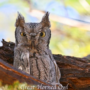 Bird Postcards, Fine Art Note Cards and Prints