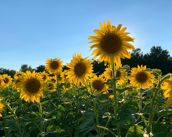 Sunflower Field Photo, Sunflower Field Digital Download