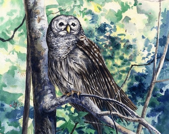 Wildlife art print - Barred Owl