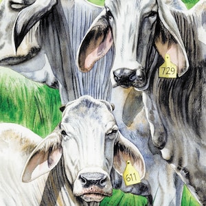 Cattle art print - White Brahman Cattle