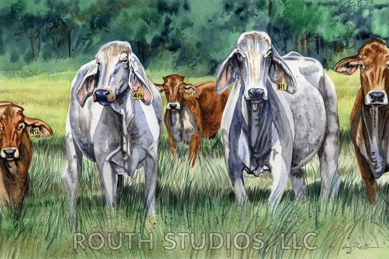 Cattle Art Print - Brahman Mix Cattle - Etsy