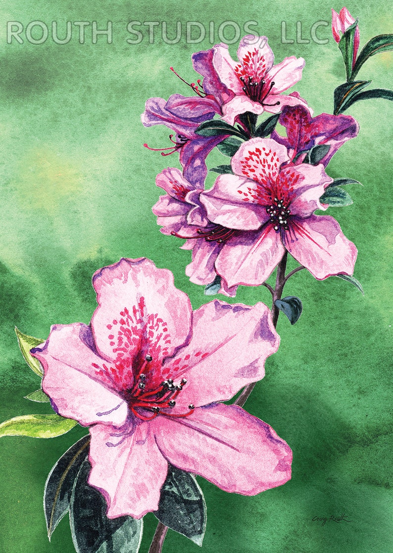 Louisiana Art Print. Azaleas - Etsy
