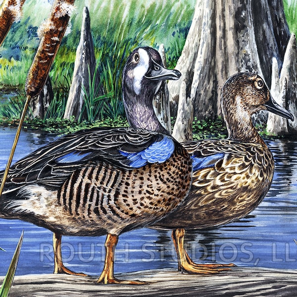Wildlife art print - Blue Winged Teal