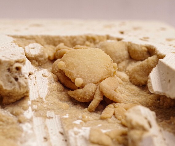 Pleistocene Freshwater Crab Fossil – UV Reactive Calcite Specimen