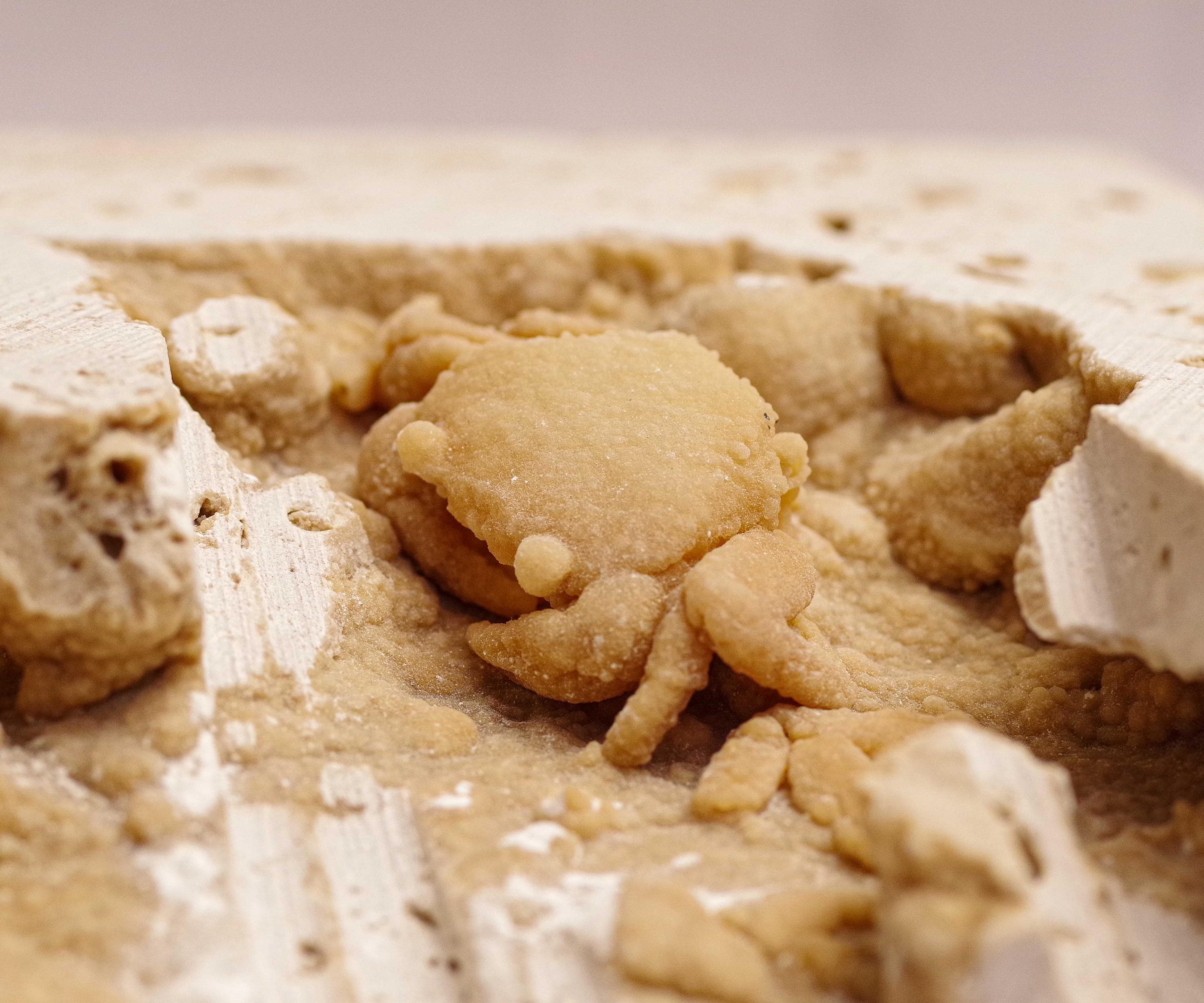 Pleistocene Freshwater Crab Fossil – UV Reactive Calcite Specimen