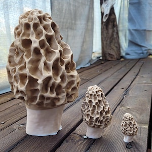 May include: Three brown morel mushrooms of varying sizes, the largest is about 10 inches tall, the smallest is about 3 inches tall, all are sitting on a wooden surface.