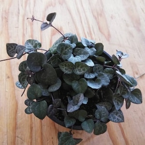 May include: A small potted plant with dark green, heart-shaped leaves. The leaves have a silvery, speckled pattern.