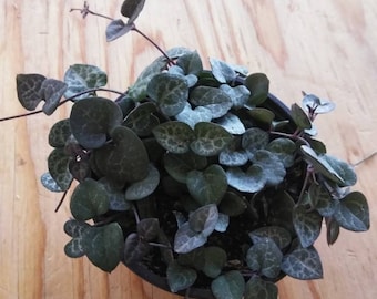 String of Hearts