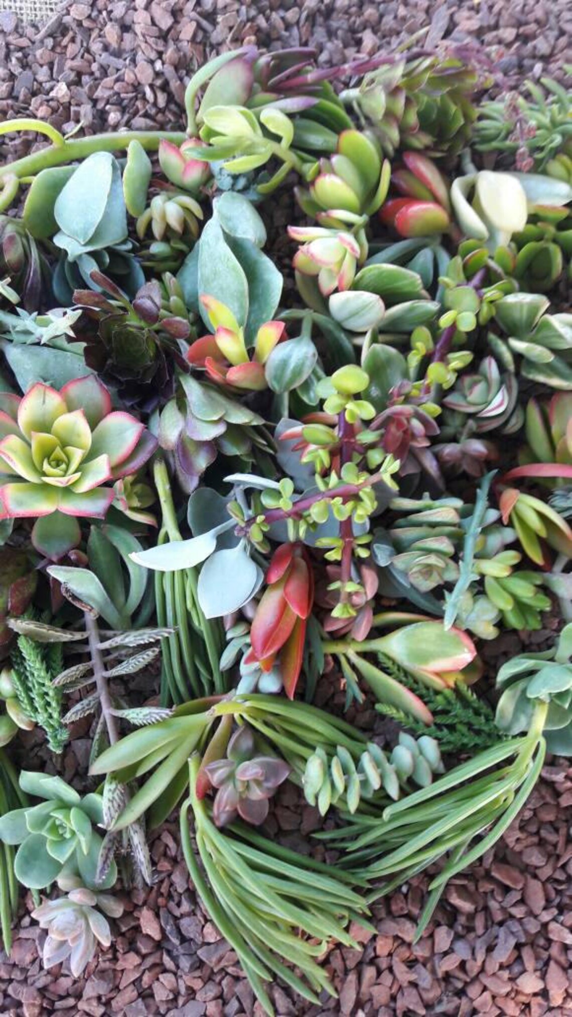35 Succulents Cuttings clippings & unrooted plants Etsy