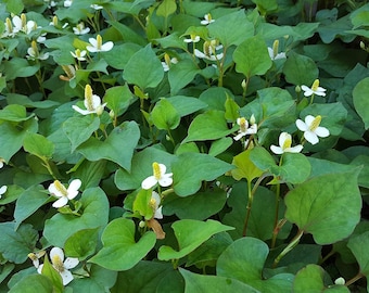 Fish Mint Live Plants (Organic - Non-GMO) by DeVos Farms