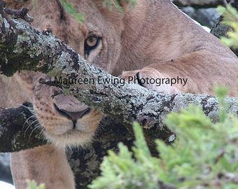 Lioness, Kenya