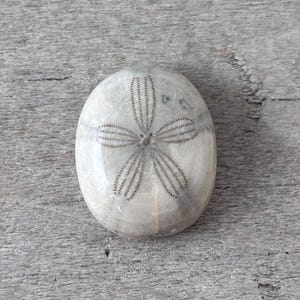 Fossil Sea Biscuit Sand Dollar Cabochon #2 (16x19mm)