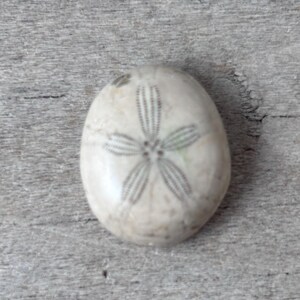 Fossil Sea Biscuit Sand Dollar Cabochon #4 (16x19mm)