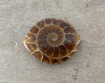 Polished Ammonite Fossil Cabochon, Unique Shape (24x29mm)