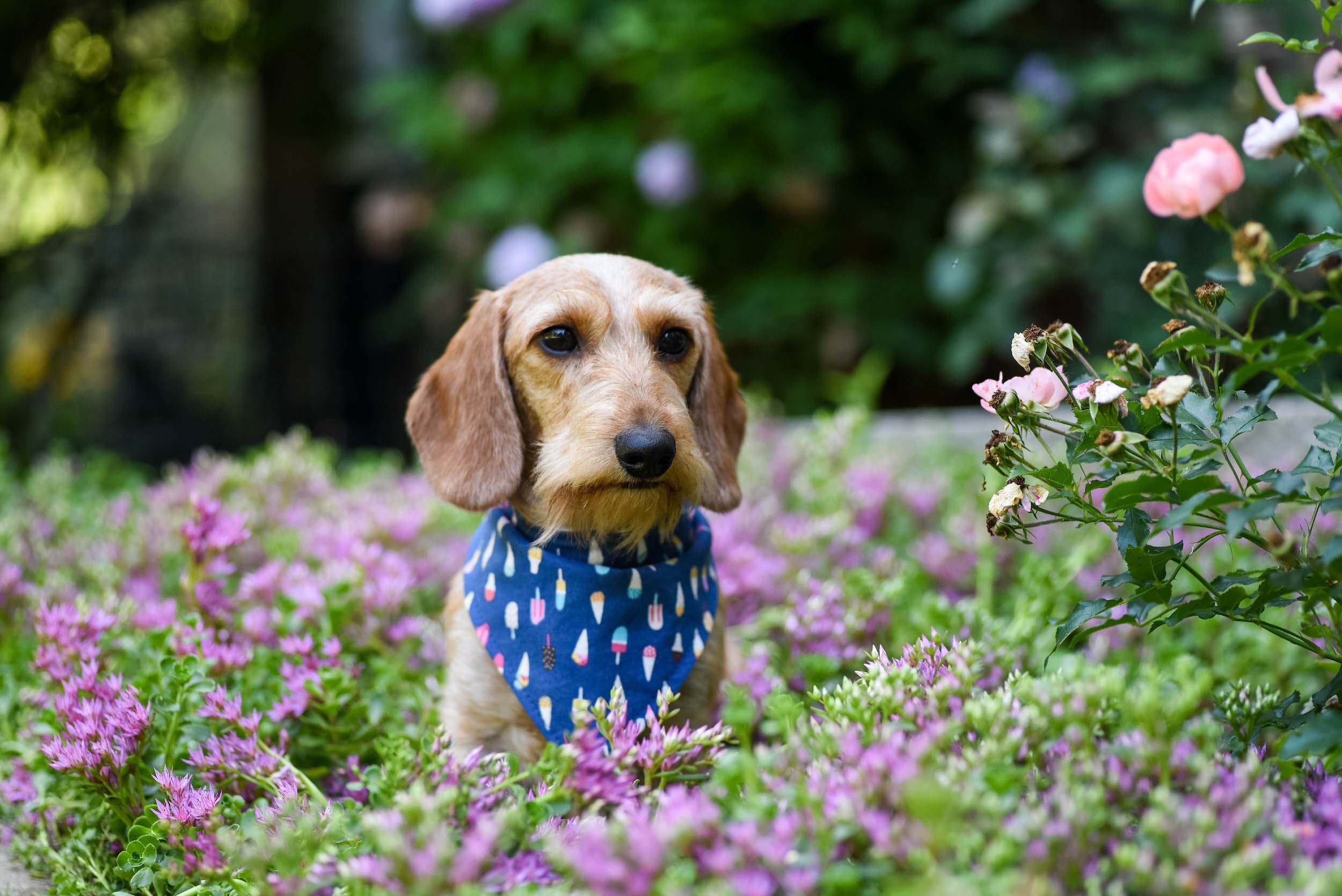 RBG Dissent Collar Dog Bandana Ruth Bader Ginsburg snapon Etsy.de