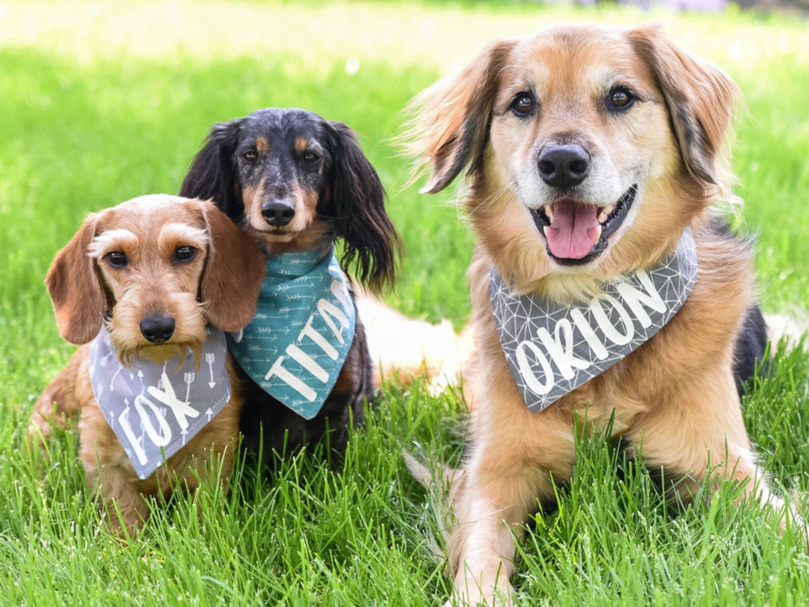 RBG Dissent Collar Dog Bandana Ruth Bader Ginsburg snapon Etsy