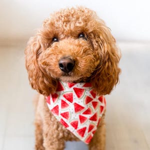 Watermelon Dog Bandana - Easy snap-on bandana for dogs and cats. Machine washable pet bandana with snaps. Summer dog mom gift. Personalized