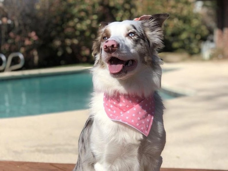 Rifle Paper Co print dog bandana with snaps Dog Bandana CHAMPAGNE ROSES snap-on dog bandana flowery dog bandana dog snap bandana