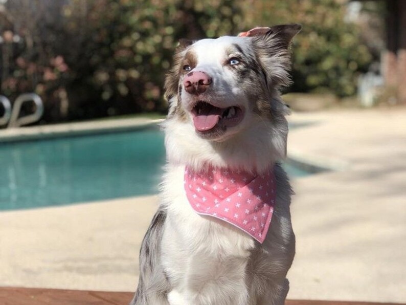 Bandana for Dogs Snap Dog Bandana Dog Bandana with Snaps Snap on Dog Bandana Dog Bandana PINK DEER Easy-on Dog Bandana.