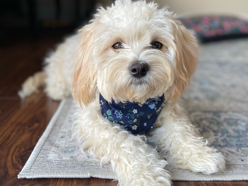 Birthday Dog Bandana PARTY ON WHITE Machine washable pet bandana with snaps Easy snap-on bandana for dogs and cats Customizable.
