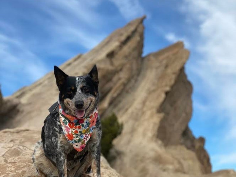 RBG Dissent Collar Dog Bandana Ruth Bader Ginsburg snapon Etsy.de