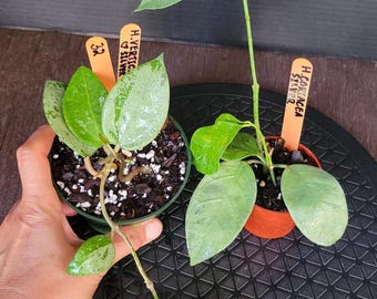 Bundle of 2 plants : Hoya Verticillata Silver Heart and Coriacea Silver #32