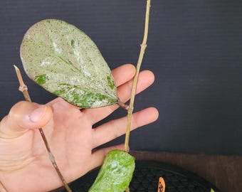 Hoya Michelle Silver/Splash : Rooted Plant in 2.5" Pot #56
