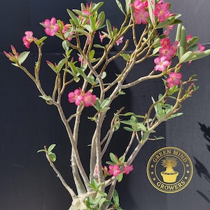 Rare Adenium Arabicum Hybrid: Exotic Desert Rose Bonsai with Pink Flowers