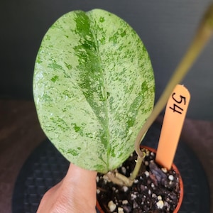 Hoya Michelle Splash/Silver #54 , Rooted plant , Actively growing ,** Exact Plant **, Holiday Gift ,FLORIDA SELLER !