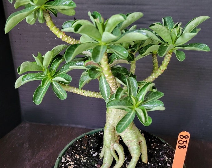 Plant Original Original Seed Grown Plant Adenium DHA , Medusa Multi Layer Red, Pink or ...