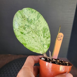 Hoya Michelle Splash/Silver #55 , Rooted plant , Actively growing ,** Exact Plant **, Holiday Gift ,FLORIDA SELLER !